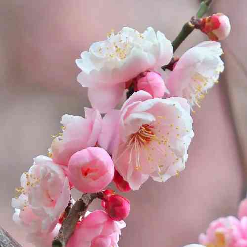 هادی رحیمی نفرین لته روزگار خوشگله مته زبان گه